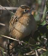 Zitting Cisticola