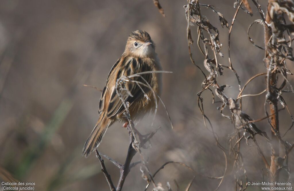Zitting Cisticola