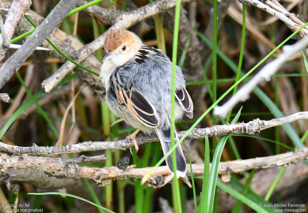 Winding Cisticola