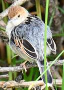 Winding Cisticola