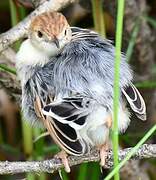 Winding Cisticola