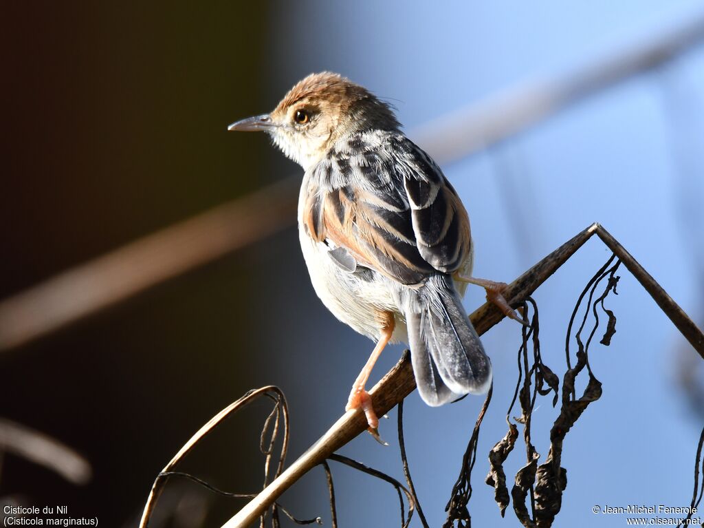 Winding Cisticola