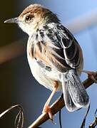 Winding Cisticola