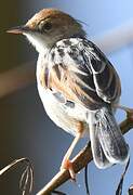 Winding Cisticola