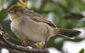 Stout Cisticola