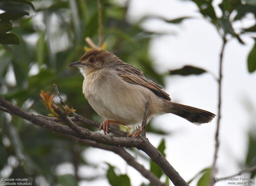 Stout Cisticola