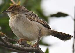 Stout Cisticola