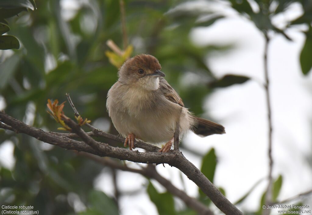 Stout Cisticola