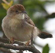 Stout Cisticola