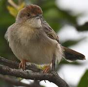 Stout Cisticola