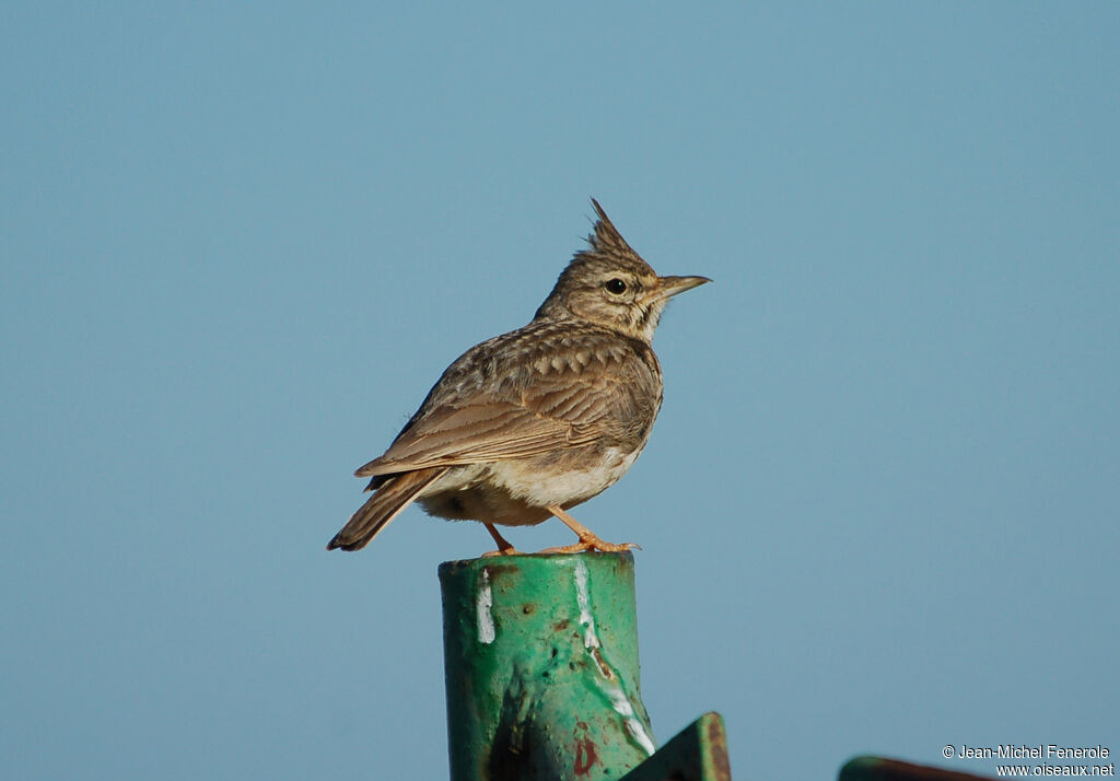 Cochevis de Thékla