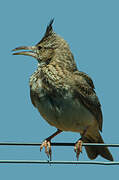 Crested Lark