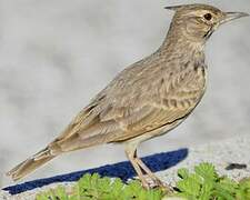 Crested Lark