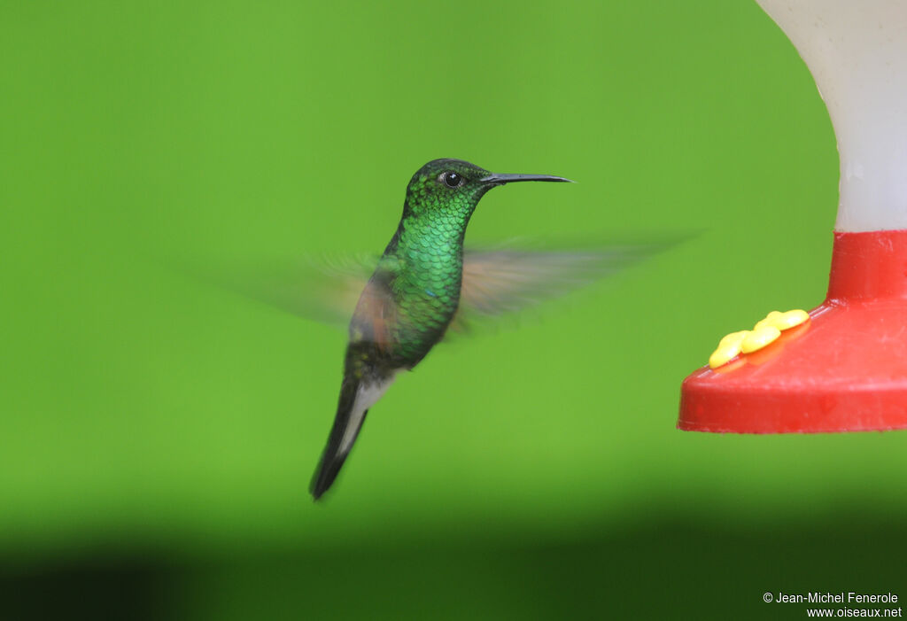 Colibri à épaulettes