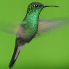 Colibri à épaulettes