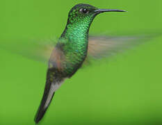 Stripe-tailed Hummingbird