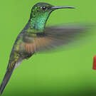 Colibri à épaulettes