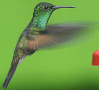 Stripe-tailed Hummingbird