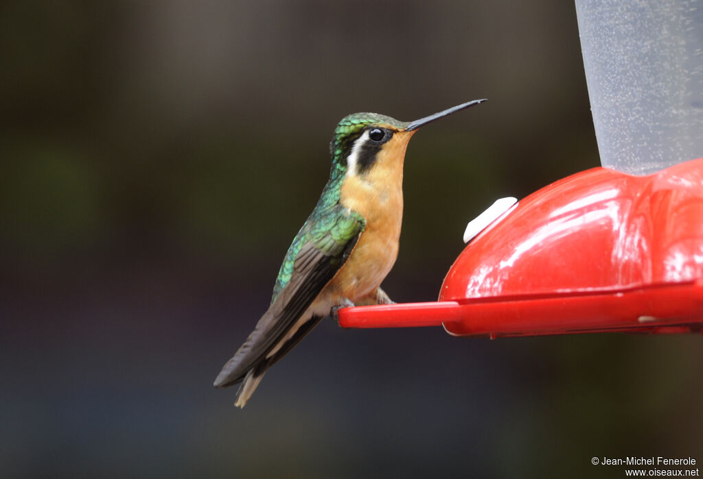 Purple-throated Mountaingem female