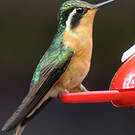 Colibri à gorge pourprée