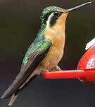 Colibri à gorge pourprée