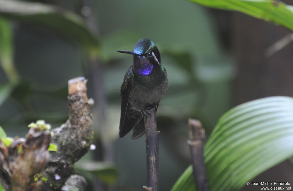 Colibri à gorge pourprée mâle