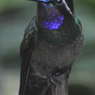 Colibri à gorge pourprée
