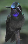 Colibri à gorge pourprée