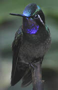 Purple-throated Mountaingem