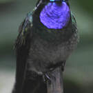 Colibri à gorge pourprée
