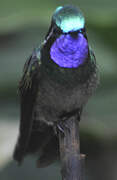 Purple-throated Mountaingem