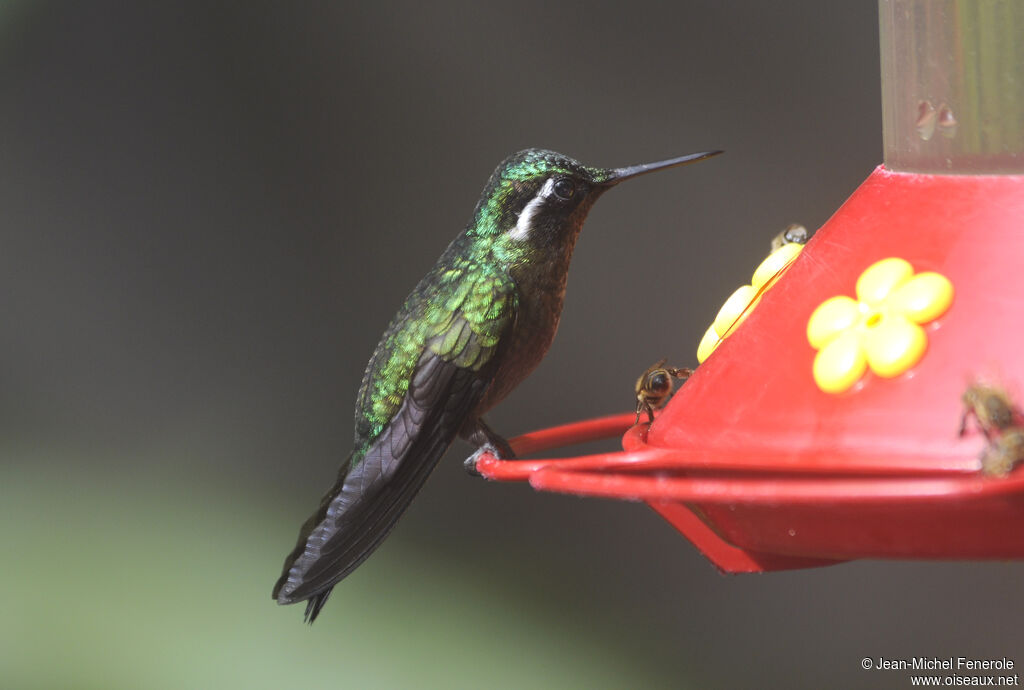 Colibri à gorge pourprée mâle