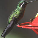 Colibri à gorge pourprée