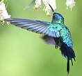 Colibri à tête bleue