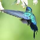 Colibri à tête bleue