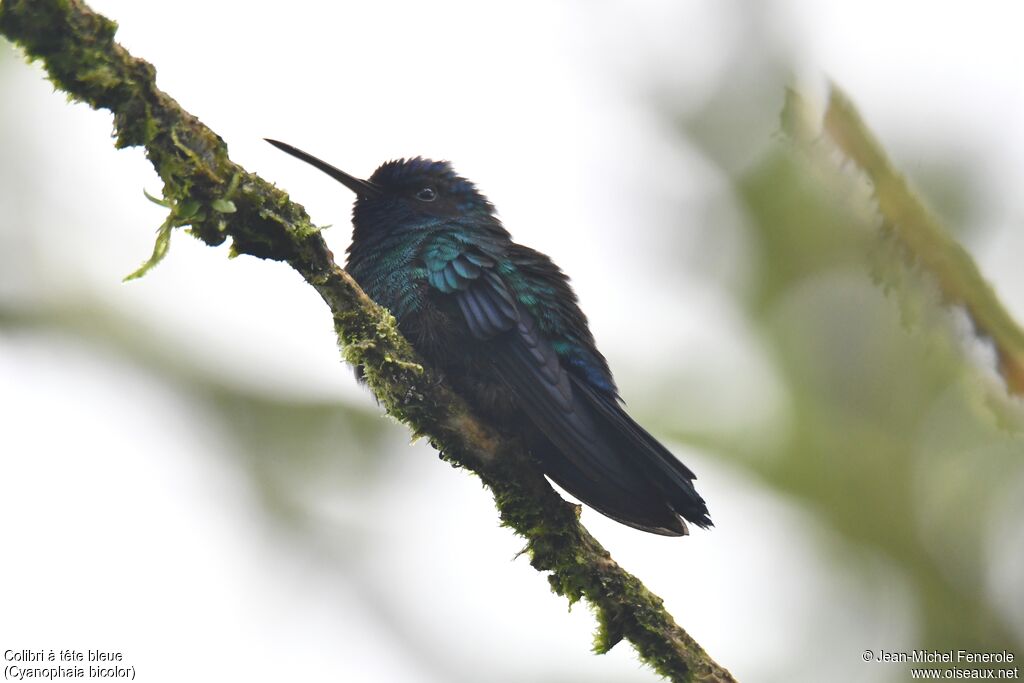 Colibri à tête bleue