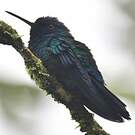 Colibri à tête bleue
