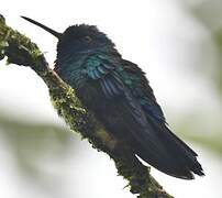 Blue-headed Hummingbird