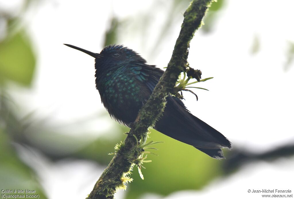 Colibri à tête bleue