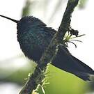 Colibri à tête bleue