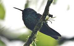 Colibri à tête bleue