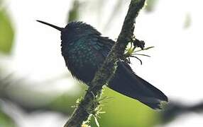 Blue-headed Hummingbird