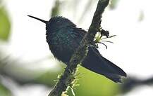 Le Colibri à tête bleue  le site Internet de l'Observatoire