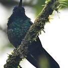 Colibri à tête bleue