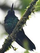 Blue-headed Hummingbird