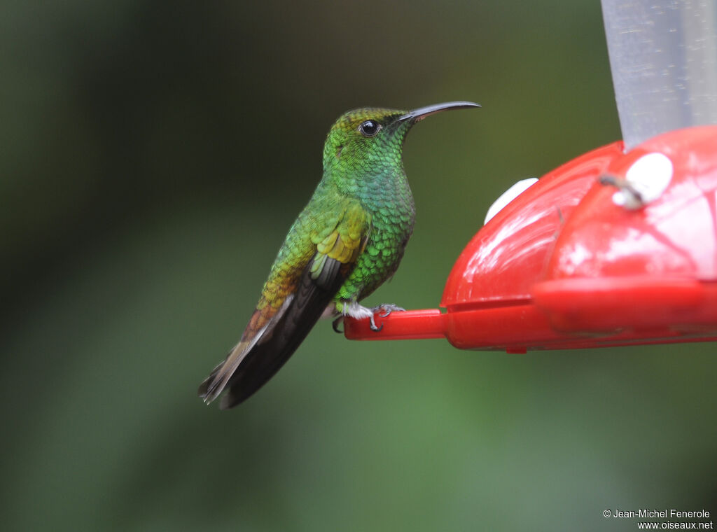 Colibri à tête cuivrée