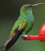 Coppery-headed Emerald