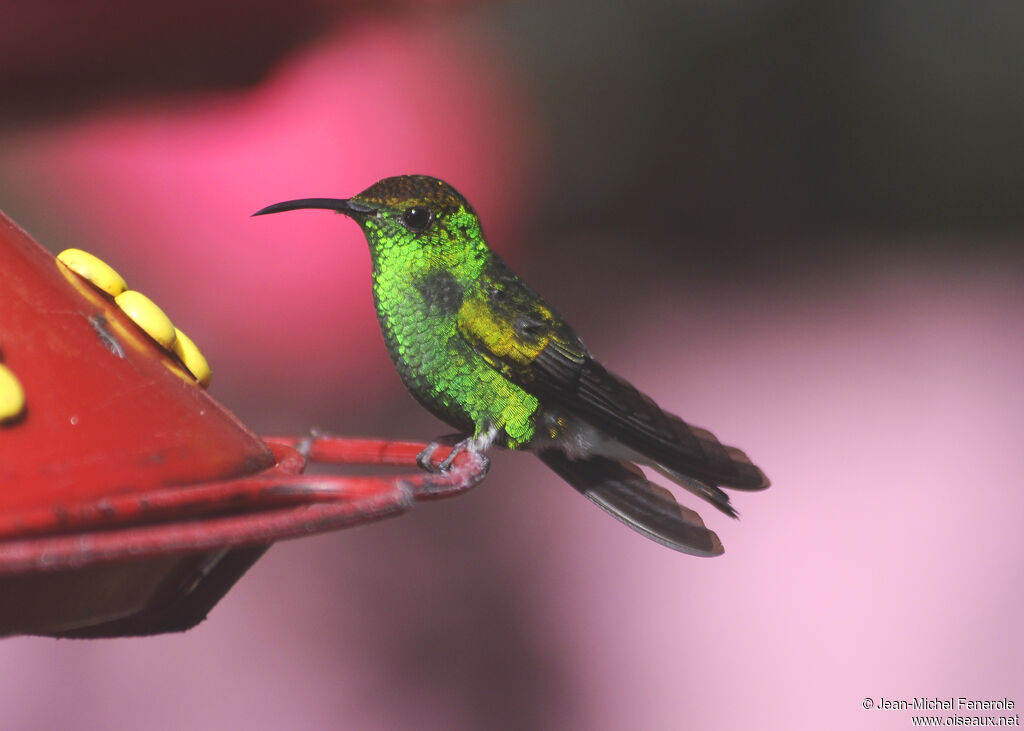 Colibri à tête cuivrée