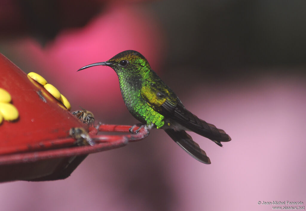 Colibri à tête cuivrée