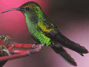 Colibri à tête cuivrée